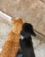 NZ Cat Foundation Rescue Cats "Felix" and "Tigger" Carousel 2