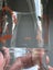 1982 Commonwealth Games Brisbane Glass Carousel 5