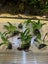 Java fern attached to rock Carousel 4
