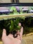 Java fern attached to rock Carousel 3