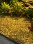 Java fern attached to rock Carousel 5