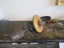 STANLEY HAND DRILL BRACE. VINTAGE Carousel 4