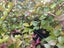 Lonicera Honey Hedge Ruby Carousel 1