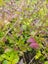 Lonicera Honey Hedge Ruby x 50 Carousel 1