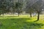 gallery view thumbnail