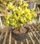 Money Tree ~ Jade Plant (Crassula ovata) Carousel 3