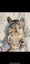 chinchilla Carousel 4