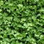 RADISH CHINA ROSE : Great as MICROGREENS, SPROUTS OR VEGETABLE. 50g=3000 seeds Carousel 1