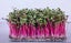 RADISH CHINA ROSE : Great as MICROGREENS, SPROUTS OR VEGETABLE. 50g=3000 seeds Carousel 7