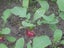 RADISH CHINA ROSE : Great as MICROGREENS, SPROUTS OR VEGETABLE. 50g=3000 seeds Carousel 6