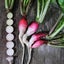 RADISH CHINA ROSE : Great as MICROGREENS, SPROUTS OR VEGETABLE. 50g=3000 seeds Carousel 4