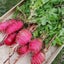 RADISH CHINA ROSE : Great as MICROGREENS, SPROUTS OR VEGETABLE. 50g=3000 seeds Carousel 3