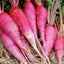 RADISH CHINA ROSE : Great as MICROGREENS, SPROUTS OR VEGETABLE. 50g=3000 seeds Carousel 5