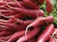 RADISH CHINA ROSE : Great as MICROGREENS, SPROUTS OR VEGETABLE. 50g=3000 seeds Carousel 2