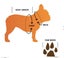 DOG RAIN JACKET - 35cm - 3 colours to choose from Carousel 7
