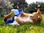 Interactive Cat Toy With Simulated Chirping Bird Artificial Bird Blue Carousel 3