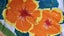 ~" Macadamia Nuts Sunshine Plantation Pure Linen Vintage Tea Towel "~ Carousel 3