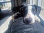 Pound Paws Rescue - Spot, Collie mix, Christchurch Carousel 5