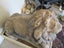 Antique Stone Lion and Lioness Carousel 3