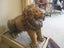 Antique Stone Lion and Lioness Carousel 13