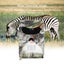 Pr-100 1Mp Ip54 Waterproof Ir Night Vision Security Hunting Trail Camera Sunp... Carousel 5