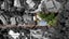 gallery view thumbnail