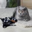 Anti Vomiting Cat Bowls - Elevated Tilted 15o Cat Food Bowl, Raised Plastic C... Carousel 15