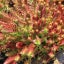 Crassula Capitella | Red Pagoda Carousel 1