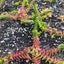 Crassula Capitella | Red Pagoda Carousel 2