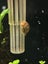 Aquarium/pond snail Carousel 3