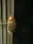 Aquarium/pond snail Carousel 4