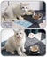 Stainless Steel Cat Food Bowl, 15-Angle, Ergonomic Design Reduces Vomiting Carousel 16