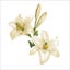 Needle Art World No-Count Cross Stitch Kit - Wild Lilly Bouquet Carousel 2
