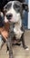 Lisa - Good with Other Dogs and Children Carousel 2