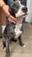 Lisa - Good with Other Dogs and Children Carousel 3