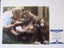 Sir David Attenborough stunning signed large Photograph + Authentication Carousel 3