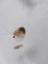 Live Daphnia - Pick up only Carousel 1