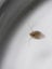Live Daphnia - Pick up only Carousel 2