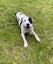"JACK SPARROW" (ARAN Rescue Whanganui) Carousel 3