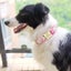 Personalized Dog Collar Nylon Floral Print with Engraved Name & Number Carousel 3