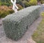 Teucrium Fruticans Carousel 1