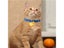 PTN NEW Cat Collar Sale Sale Carousel 4