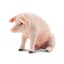 Toymany Pig Male Sitting Carousel 3