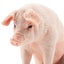 Toymany Pig Male Sitting Carousel 4