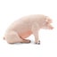 Toymany Pig Male Sitting Carousel 5