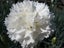 Dianthus Memories pure white, double highly scented flowers Carousel 1