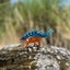 Safari Ltd Kentrosaurus Carousel 4
