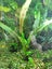 Cryptocoryne Wenditii, Medium size Carousel 1