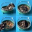 Hamster Food Bowl Carousel 3