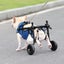 Dog Wheelchair for Back Legs -S Carousel 6